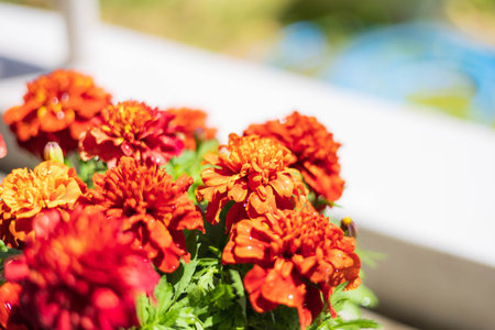 Marigold in full bloom in the garden "Mother's Day"の写真素材