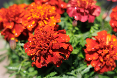 Marigold in full bloom in the garden "Mother's Day"の写真素材