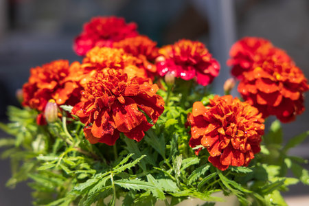 Marigold in full bloom in the garden "Mother's Day"の写真素材