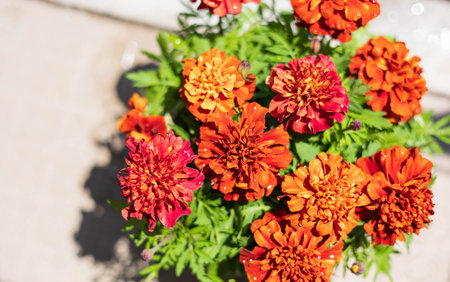 Marigold in full bloom in the garden "Mother's Day"の写真素材