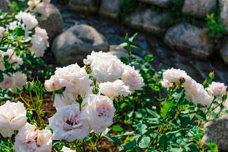White roses blooming on the watersideの写真素材