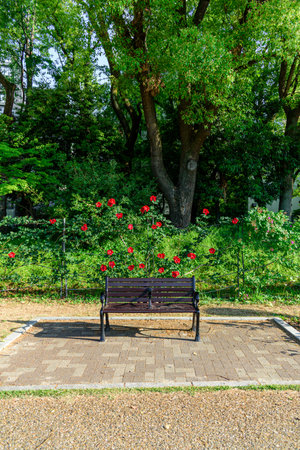 Daytime park landscape with red roses and benchの写真素材