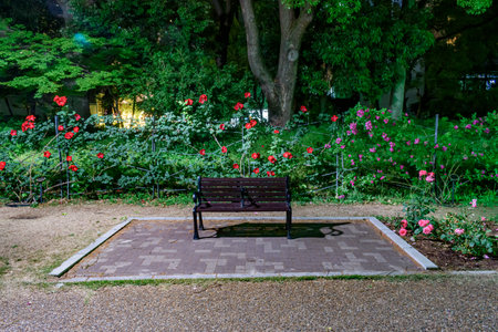 Night park landscape with red roses and benchの写真素材