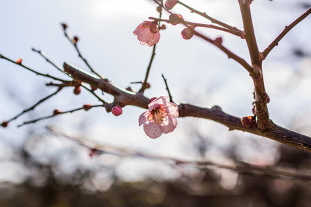 Plum blossoms blooming against the skyの写真素材