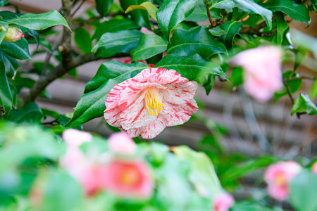 Overgrown leaves and two-tone pink and white camellia flowersの写真素材