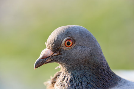 Close up of pigeon face illuminated by the setting sunの写真素材