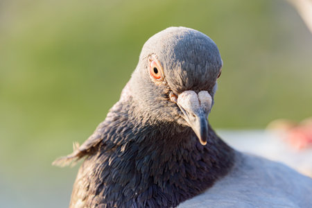 Close up of pigeon face illuminated by the setting sunの写真素材