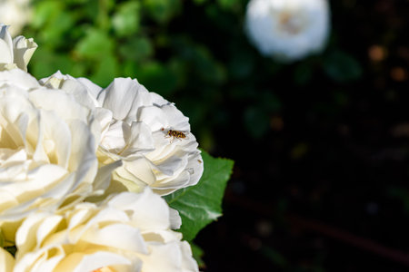 Hoverfly parked on white rose flowerの写真素材