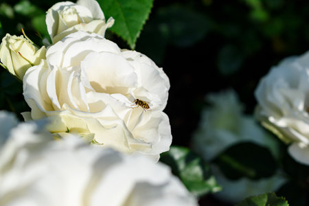 Hoverfly parked on white rose flowerの写真素材