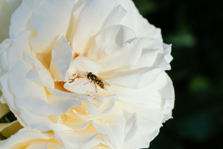 Hoverfly parked on white rose flower