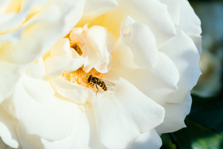 Hoverfly parked on white rose flowerの写真素材