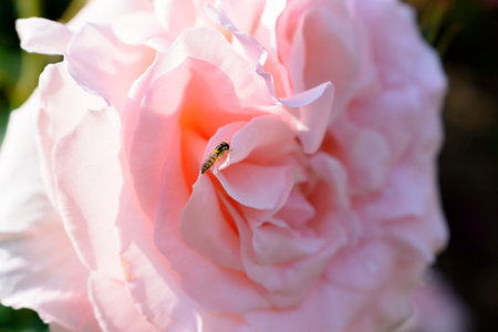 Hoverfly parked on pink rose flower