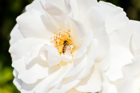 Hoverfly parked on white rose flowerの写真素材