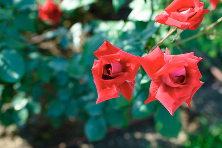 Red roses in rose gardenの写真素材