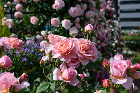 Pink roses blooming in rose garden
