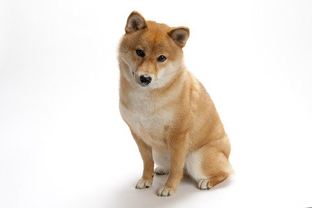 Japanese traditional dog shiba inu dogの写真素材