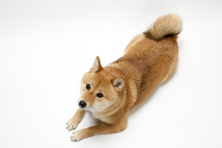 Japanese traditional dog shiba inu dogの写真素材