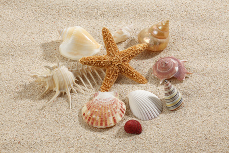 Starfish  Shells with sand as background