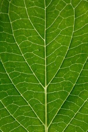Hydrangea leaf isolated on white...