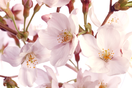 Sakura flowers background... cherry blossom isolated white backgroundの写真素材