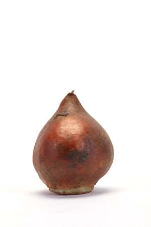 tulip bulb isolated on whiteの写真素材