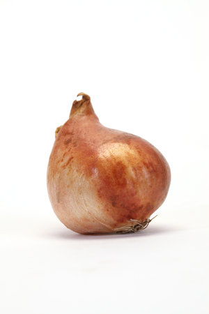 tulip bulb isolated on whiteの写真素材