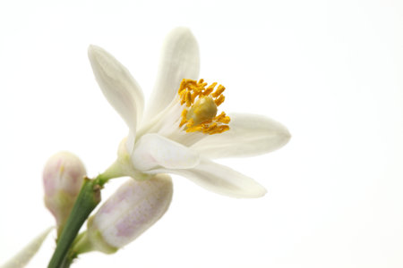 Fresh lemon flowerの写真素材