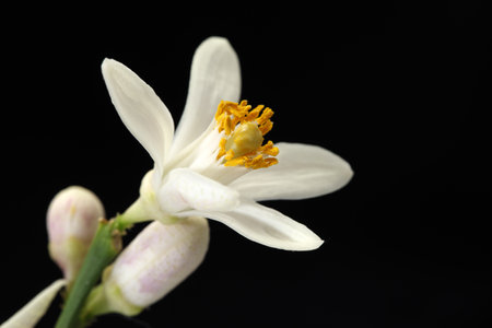 Fresh lemon flowerの写真素材