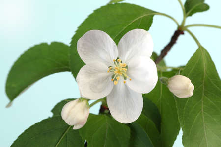 Apple tree blossoms with green leaves isolatedの写真素材
