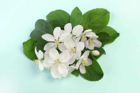 Apple tree blossoms with green leaves isolatedの写真素材