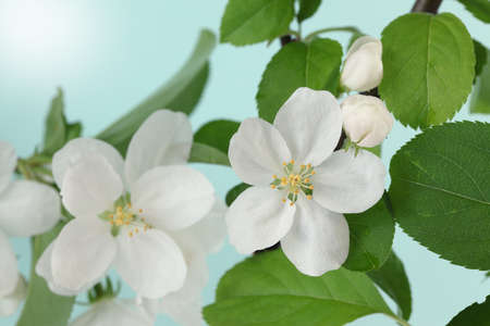 Apple Blossomの写真素材