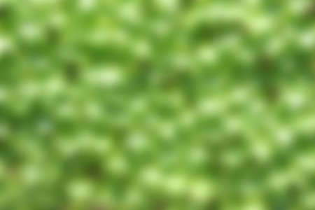 Background of fresh green and greenの写真素材