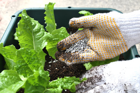 The hand of the person who intends to fertilize with planter cultivation