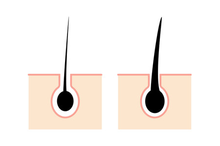 Illustration comparing hair healthのイラスト素材