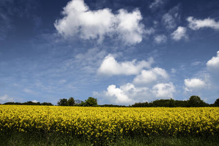 Field of Rapeseed flowers in Bulgariaの写真素材