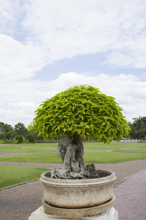 bonsai tree in gardenの写真素材