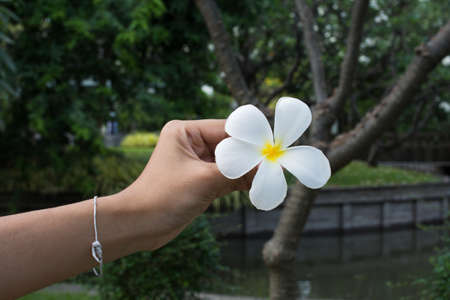 Plumeria flowers in handの写真素材