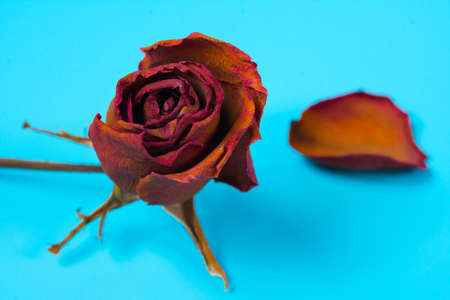 Dried red rose on blue background.の写真素材