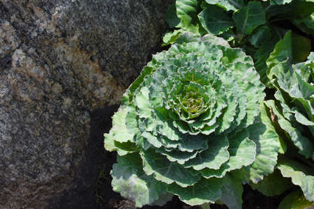 Cabbage grows naturally.の写真素材