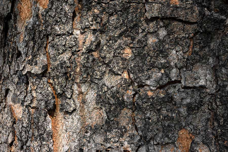 Embossed texture of the bark of tree with brown and orange.