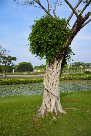 A strange tree in the park.の写真素材