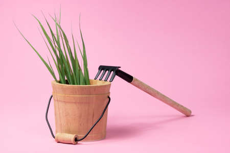 A vintage wooden garden bucket filled with weeds and grass. small rake for weed control and lawn care.の写真素材