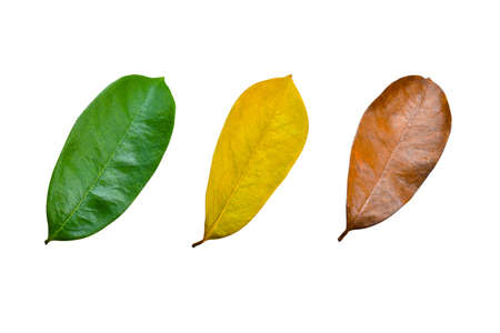 Creative layout of colorful autumn leaves. Concept of the season.