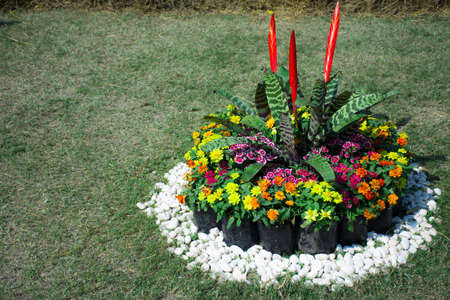 colorful flower garden backgroundの写真素材