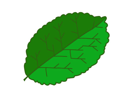mint leaves on while background, single continuous line drawing leaf icon mint leaf icon vector illustration.のイラスト素材