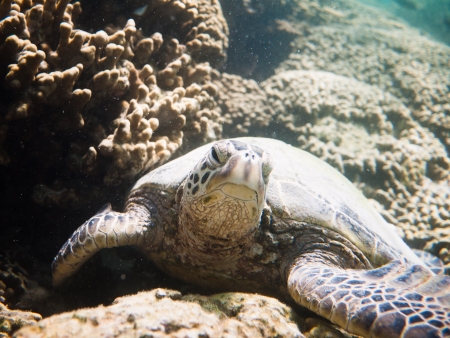 green turtleの写真素材