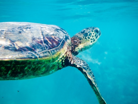 green turtle
