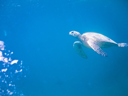 green turtleの写真素材