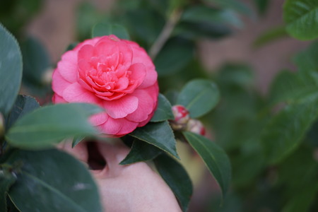 Blooming Camelliaの写真素材