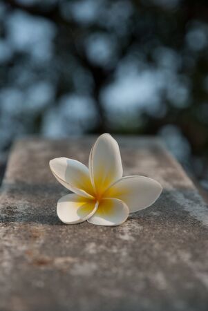 falling plumeriaの写真素材